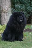 CHOW CHOW 803